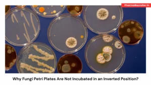 Why Fungi Petri Plates Are Not Incubated in an Inverted Position