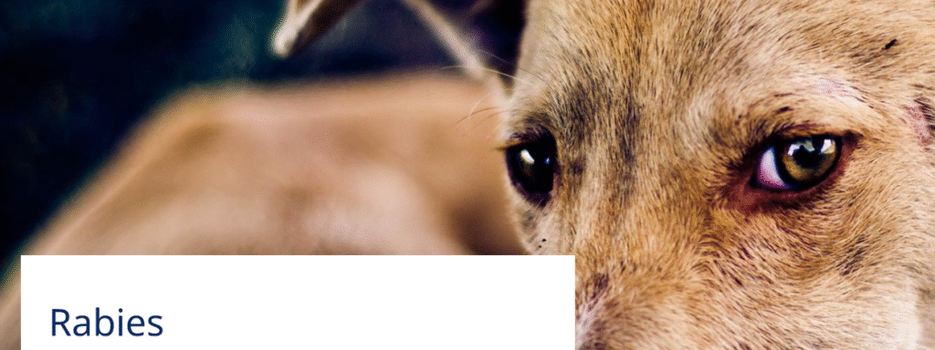 Close-up of a dog's face